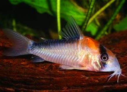 Corydoras - Adolfoi